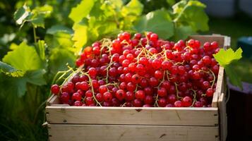 Freshly picked Redcurrent fruit from garden placed in the boxes. Generative AI photo