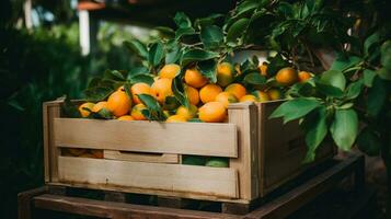 recién escogido rumbia Fruta desde jardín metido en el cajas generativo ai foto