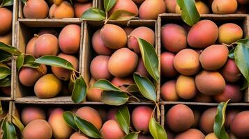 recién escogido zapote Fruta desde jardín metido en el cajas generativo ai foto