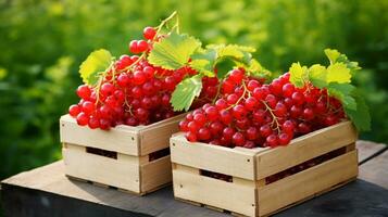 Freshly picked Red currant fruit from garden placed in the boxes. Generative AI photo