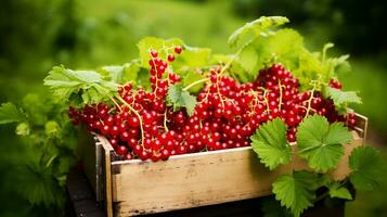 Freshly picked Red currant fruit from garden placed in the boxes. Generative AI photo