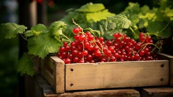 Freshly picked Red currant fruit from garden placed in the boxes. Generative AI photo