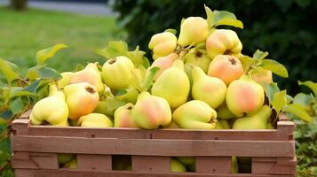 Freshly picked Quince fruit from garden placed in the boxes. Generative AI photo