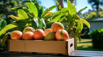 Freshly picked Matoa fruit from garden placed in the boxes. Generative AI photo