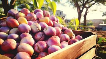 Freshly picked Mabolo velvet apple fruit from garden placed in the boxes. Generative AI photo