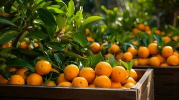 recién escogido mandarín naranja Fruta desde jardín metido en el cajas generativo ai foto