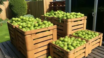 Freshly picked Kiwi fruit from garden placed in the boxes. Generative AI photo