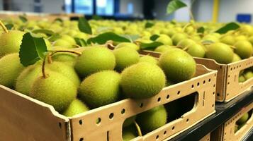 recién escogido kiwi desde jardín metido en el cajas generativo ai foto