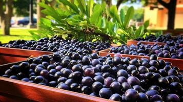 recién escogido jaboticaba Fruta desde jardín metido en el cajas generativo ai foto