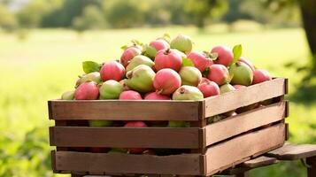 Freshly picked Guava bol fruit from garden placed in the boxes. Generative AI photo