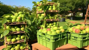 Freshly picked Guava bol fruit from garden placed in the boxes. Generative AI photo