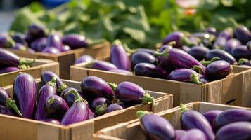 Freshly picked Eggplant fruit from garden placed in the boxes. Generative AI photo