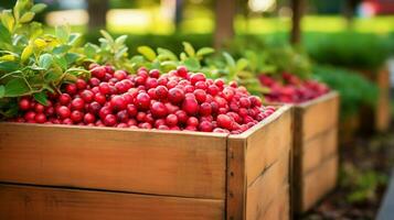 recién escogido arándano Fruta desde jardín metido en el cajas generativo ai foto