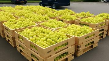 recién escogido ambarella Fruta desde jardín metido en el cajas generativo ai foto