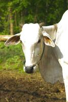 vaca. ongolé mestizo vacas o javanés vaca o blanco vaca o sapi peranakan ongolé o bos Tauro es el mas grande vacas en Indonesia en tradicional granja, Indonesia. tradicional ganado cría foto