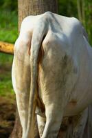 cow butt, Ongole Crossbred cattle butt or Javanese Cow butt or White Cow or sapi peranakan ongole. ass cow photo