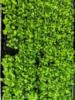 seeds. sowing seeds. lettuce sowing. young plant growing in wood box photo