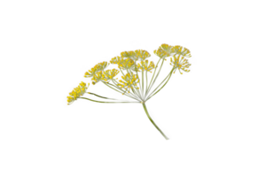 Dill Regenschirm Blume Pflanze Dill, isoliert auf Weiß oder unsichtbar png