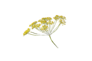 eneldo paraguas flor planta eneldo, aislado en blanco o invisible png