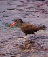 American oystercatcher walking in tide pools photo