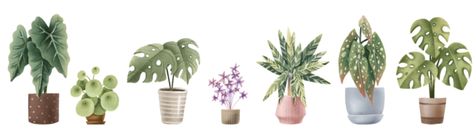 Set of tropical plants in pots. A set of indoor plants for the home. House plants on isolated background. Monstera and Begonia png