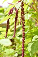 Red amaranth flowers on a green bush. Flowers close-up. photo