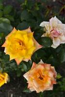 A bush with beautiful and juicy yellow roses in a summer garden. Large orange flowers. photo