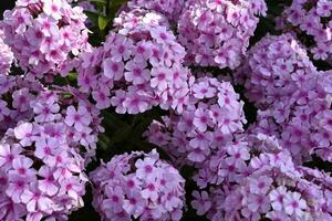 There are many pink flowers of the paniculate phlox on the bush in summer. A scattering of pink small flowers. photo