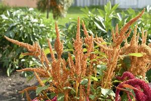 Beautiful yellow amaranth flowers in a colorful summer garden. Amaranthus. Juicy yellow flowers. photo