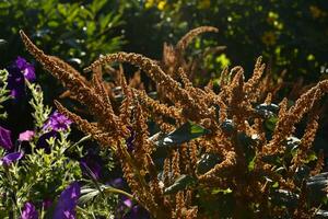 Beautiful yellow amaranth flowers in a colorful summer garden. Amaranthus. Juicy yellow flowers. photo