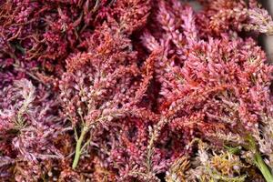 Dried amaranth flowers. Branches flowers and leaves of red and yellow amaranth. Herbarium. photo