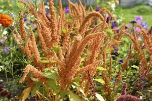 Beautiful yellow amaranth flowers in a colorful summer garden. Amaranthus. Juicy yellow flowers. photo