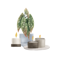 Cozy autumn still life with begonia maculata and candles. Boho decor botanical elements. Indoor plant. Hand drawn illustration on isolated background. Modern flat cartoon style. png