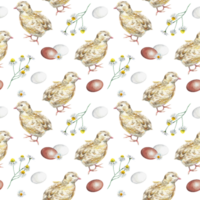 Chickens, eggs, chamomile. Watercolor pattern illustration. Design element for greeting cards, invitations, wrapping paper, textiles, covers. png