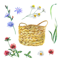 Wicker basket, grass and wild flowers of chamomile, clover, chicory. Watercolor illustration. Design element for greeting cards, invitations, flyers, covers. png