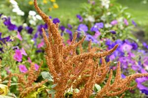 Beautiful yellow amaranth flowers in a colorful summer garden. Amaranthus. Juicy yellow flowers. photo