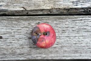 un podrido rojo manzana en el antecedentes de un podrido tablero. foto