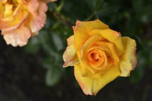 A bush with beautiful and juicy yellow roses in a summer garden. Large orange flowers. photo