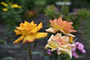 A bush with beautiful and juicy yellow roses in a summer garden. Large orange flowers. photo