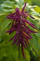 Red amaranth flowers on a green bush. Flowers close-up. photo