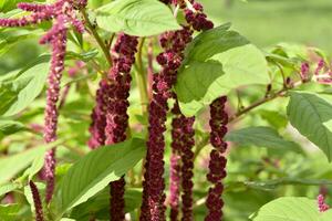Red amaranth flowers on a green bush. Flowers close-up. photo
