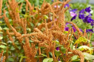 Beautiful yellow amaranth flowers in a colorful summer garden. Amaranthus. Juicy yellow flowers. photo
