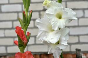 blanco gladiolo flores en el verano jardín. foto