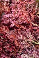 Dried amaranth flowers. Branches flowers and leaves of red and yellow amaranth. Herbarium. photo
