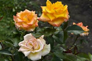 A bush with beautiful and juicy yellow roses in a summer garden. Large orange flowers. photo