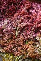 Dried amaranth flowers. Branches flowers and leaves of red and yellow amaranth. Herbarium. photo