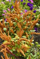 Beautiful yellow amaranth flowers in a colorful summer garden. Amaranthus. Juicy yellow flowers. photo