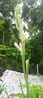 tuberose flowers on nature background photo