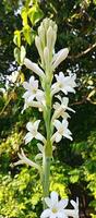 tuberose flowers on nature background photo