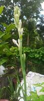 tuberose flowers on nature background photo